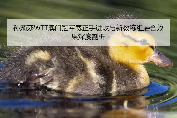 孙颖莎WTT澳门冠军赛正手进攻与新教练组磨合效果深度剖析